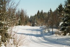 Skier au cœur de la forêt sur la piste des Prises