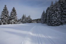 Sur la piste du Sapin Président