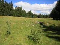 Paysage verdoyant du Haut-Doubs